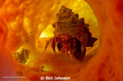 Hermit Crab in Tube Sponge by Boz Johnson 